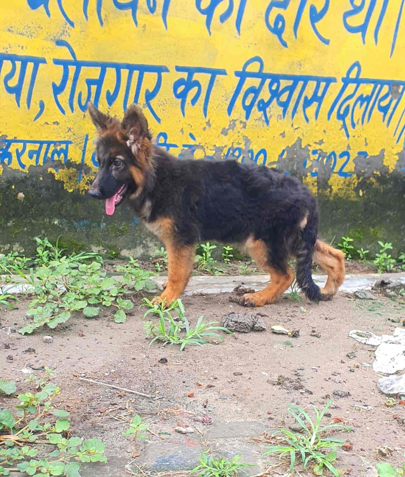 Top Pet Shops in Chandigarh Best Pet Store near me Justdial