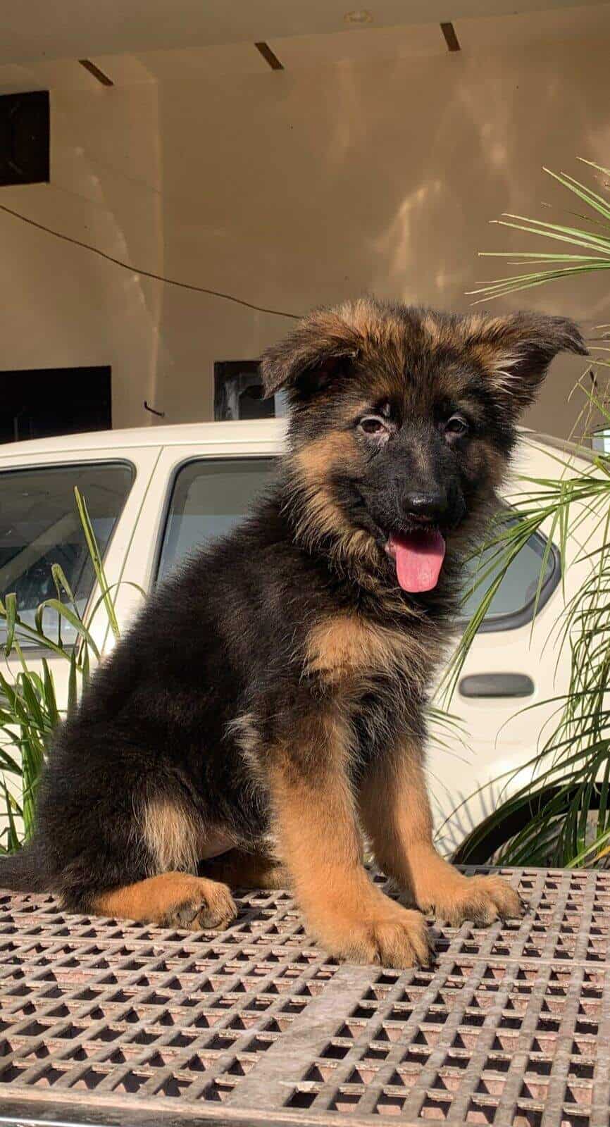 Top Pet Shops in Chandigarh Best Pet Store near me Justdial