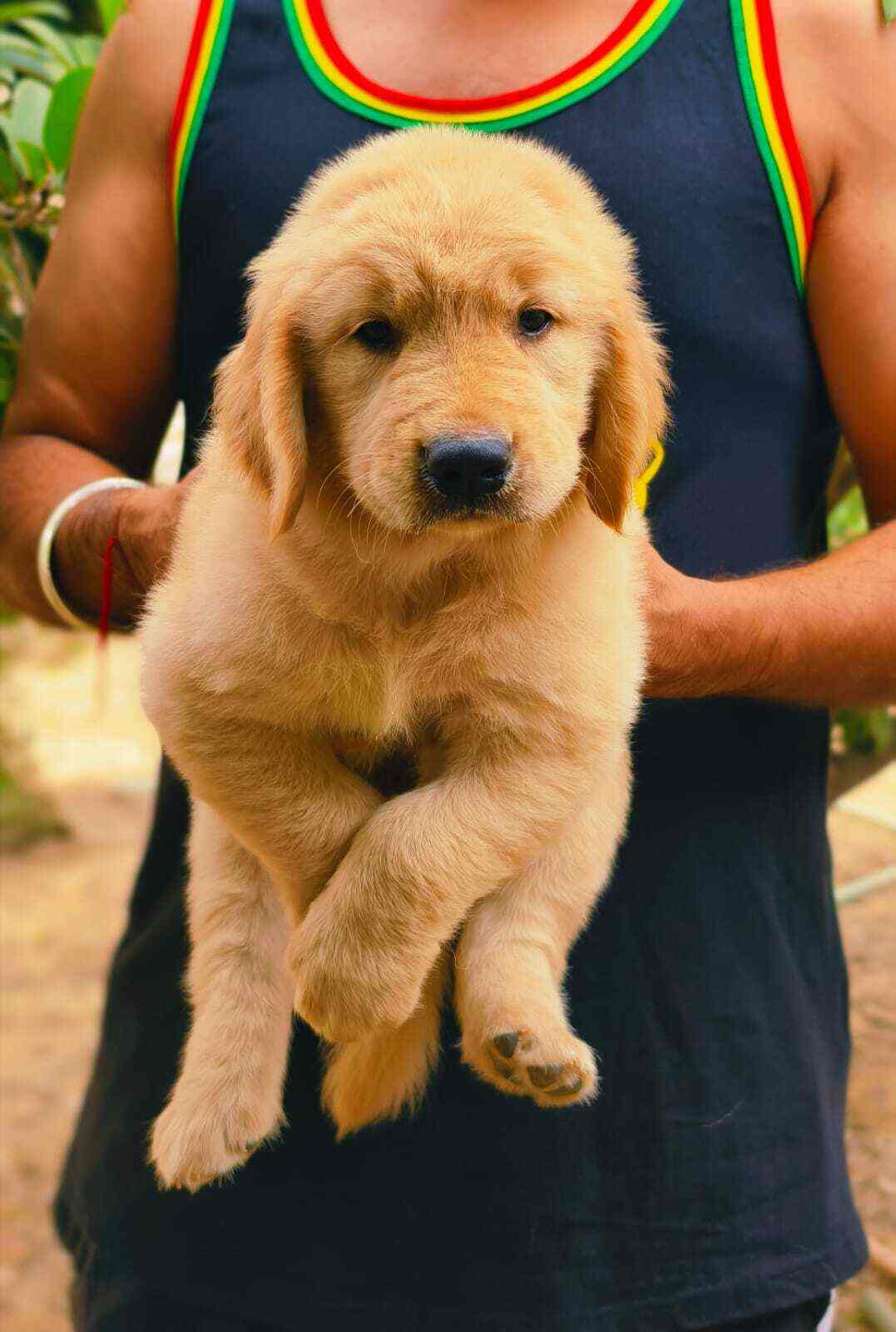 Top Pet Shops in Chandigarh Best Pet Store near me Justdial