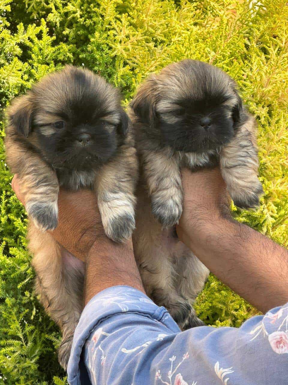 Top Pet Shops in Chandigarh Best Pet Store near me Justdial