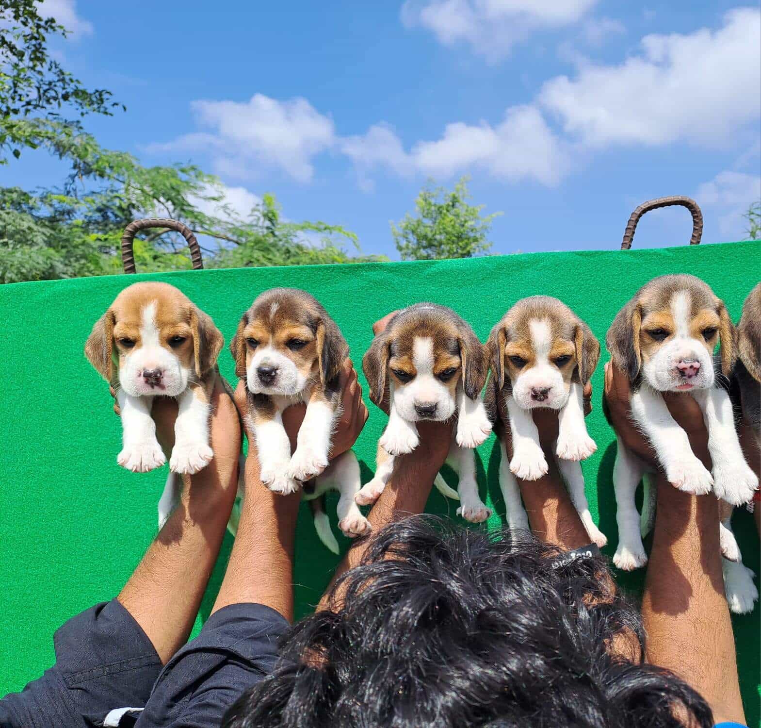 Top Pet Shops in Chandigarh Best Pet Store near me Justdial