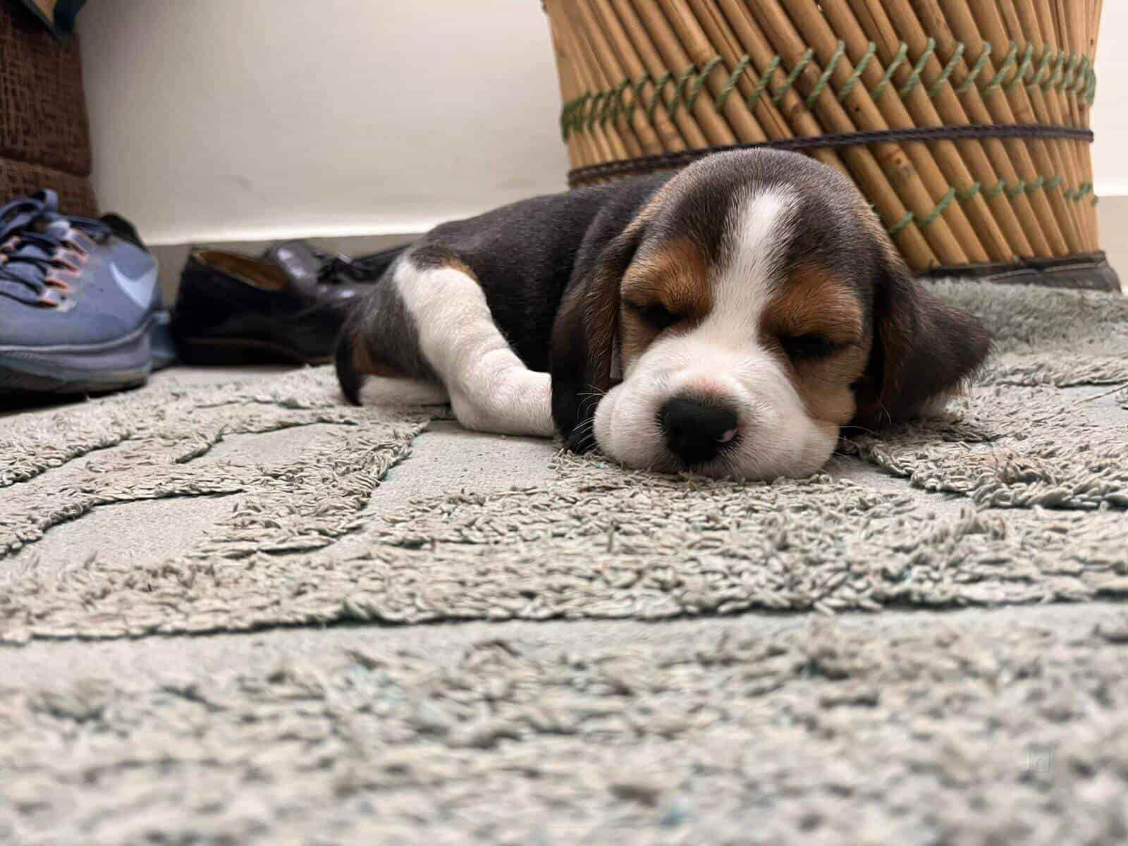 Top Pet Shops For Hamster in Chandigarh Best Hamster Dealers near me Justdial