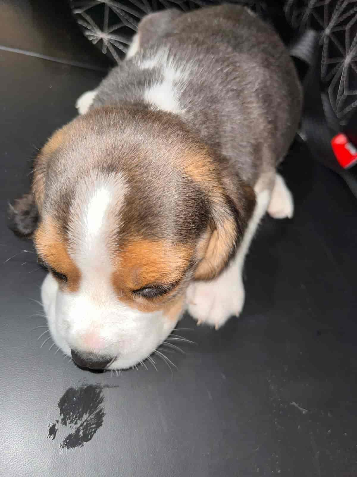 Top Pet Shops For Hamster in Chandigarh Best Hamster Dealers near me