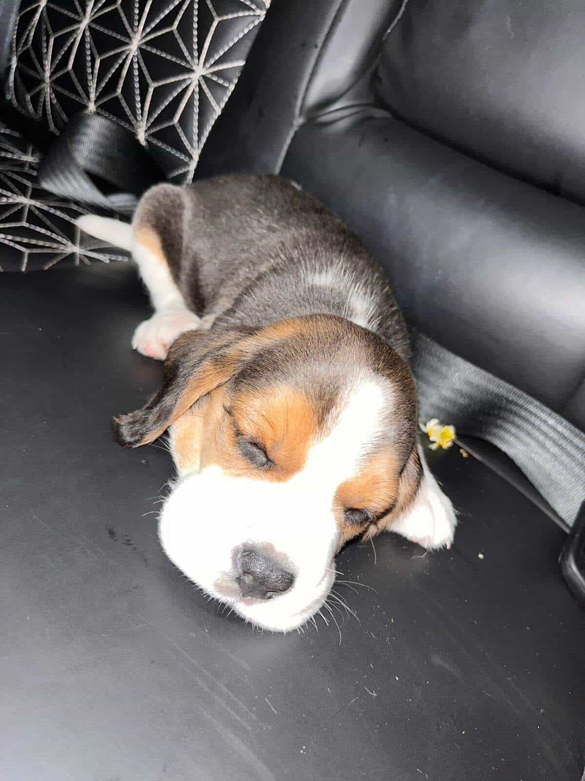 Top Pet Shops For Hamster in Chandigarh Best Hamster Dealers near me Justdial