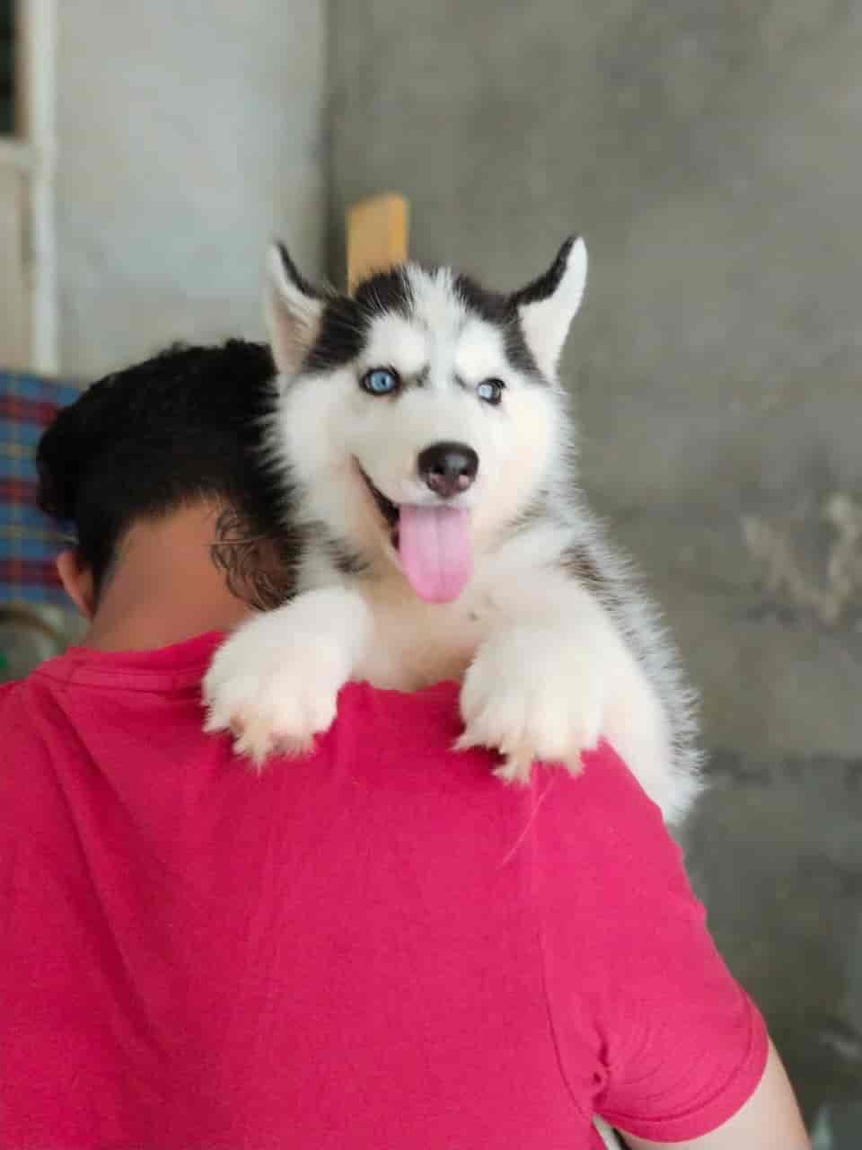 Top Pet Shops in Chandigarh Best Pet Store near me Justdial