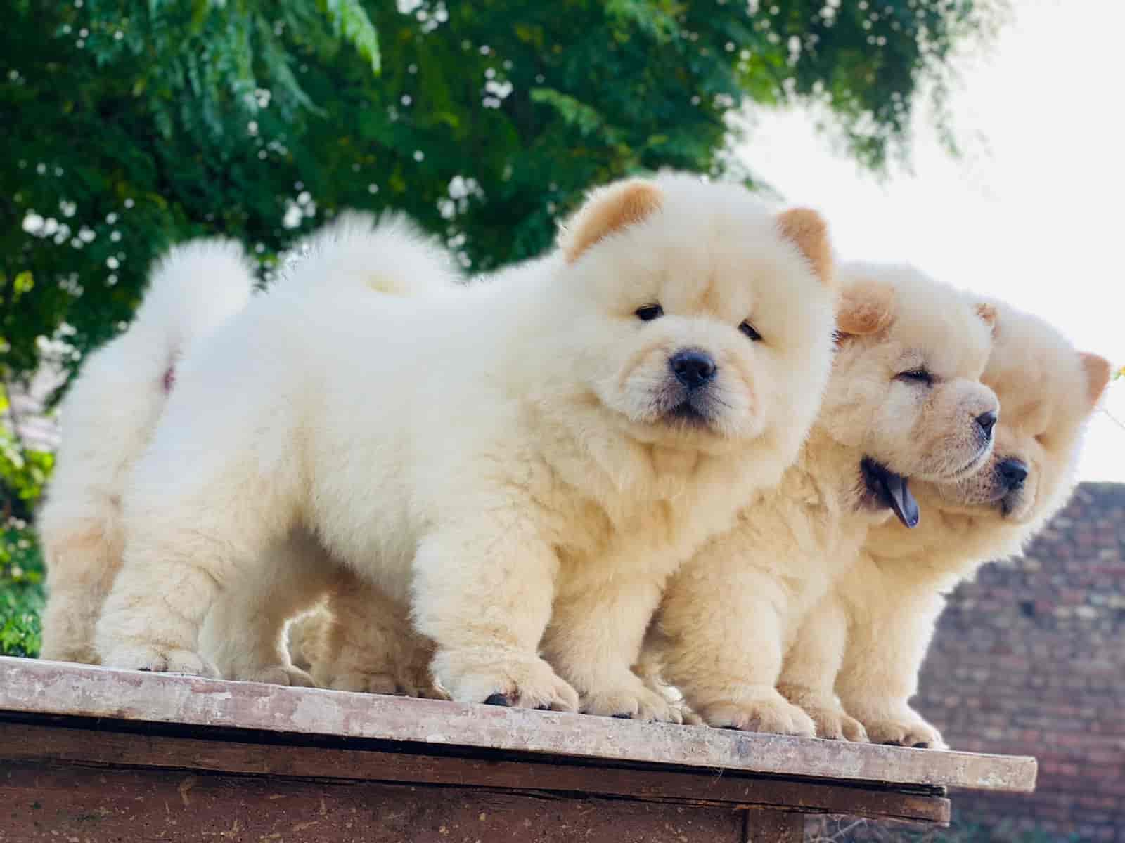 Top Pet Shops in Chandigarh Best Pet Store near me Justdial