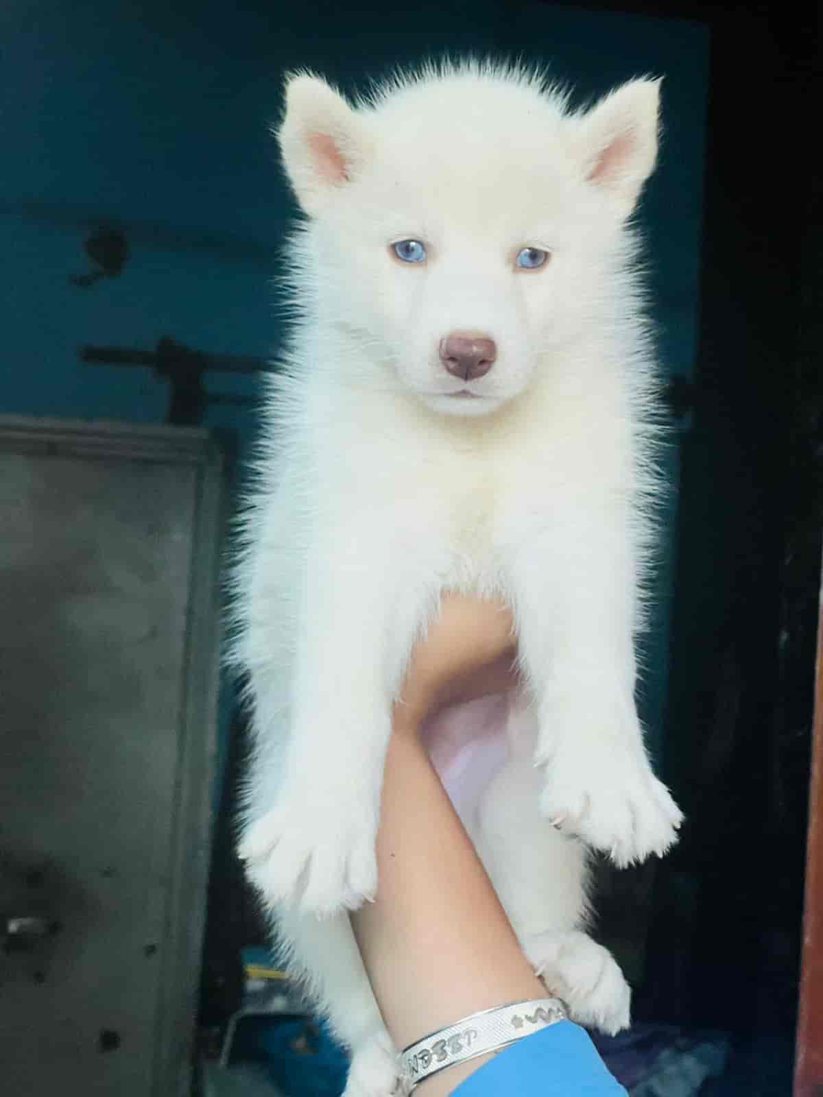 Top Pet Shops in Chandigarh Best Pet Store near me Justdial