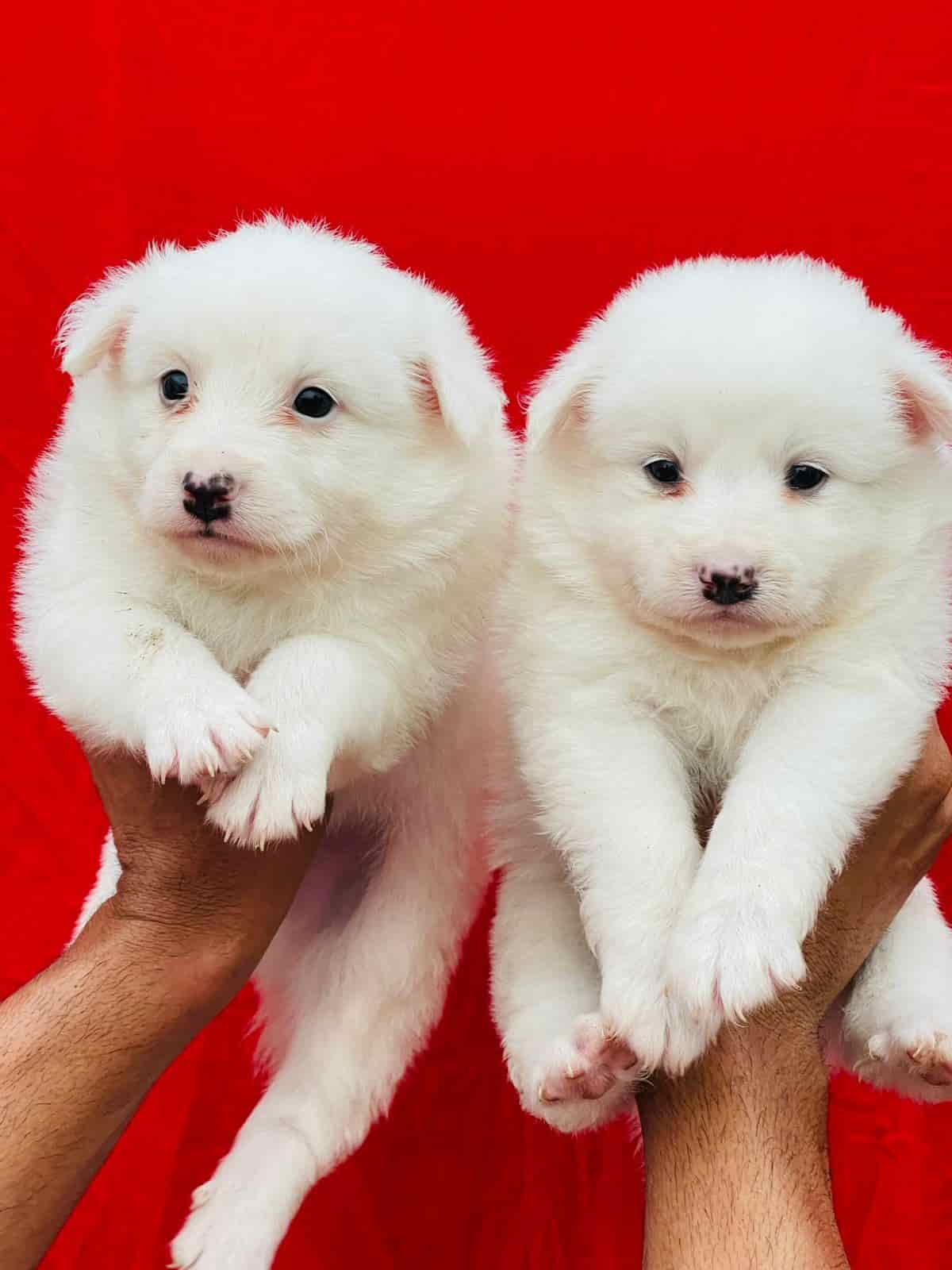 Top Pet Shops in Chandigarh Best Pet Store near me Justdial