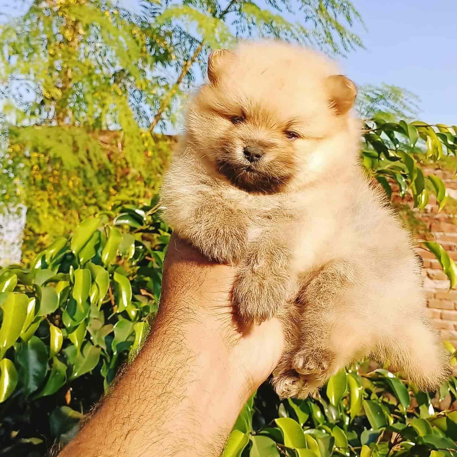 Top Pet Shops in Chandigarh Best Pet Store near me Justdial