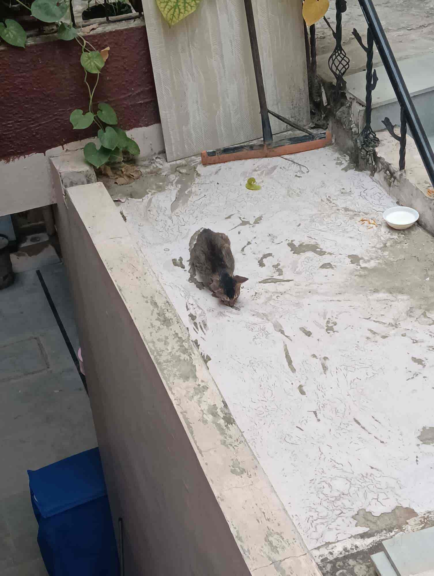 Top Animal Welfare Organisations in Mohali Sas Nagar - Best Ngos For Animal Welfare Chandigarh - Justdial Top Animal Welfare Organisations in Mohali Sas Nagar - Best Ngos For Animal Welfare Chandigarh - Justdial