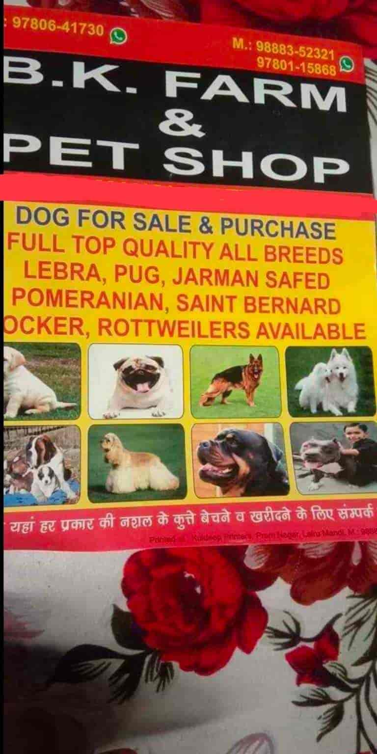 Top Pet Shops in Chandigarh Best Pet Store near me Justdial