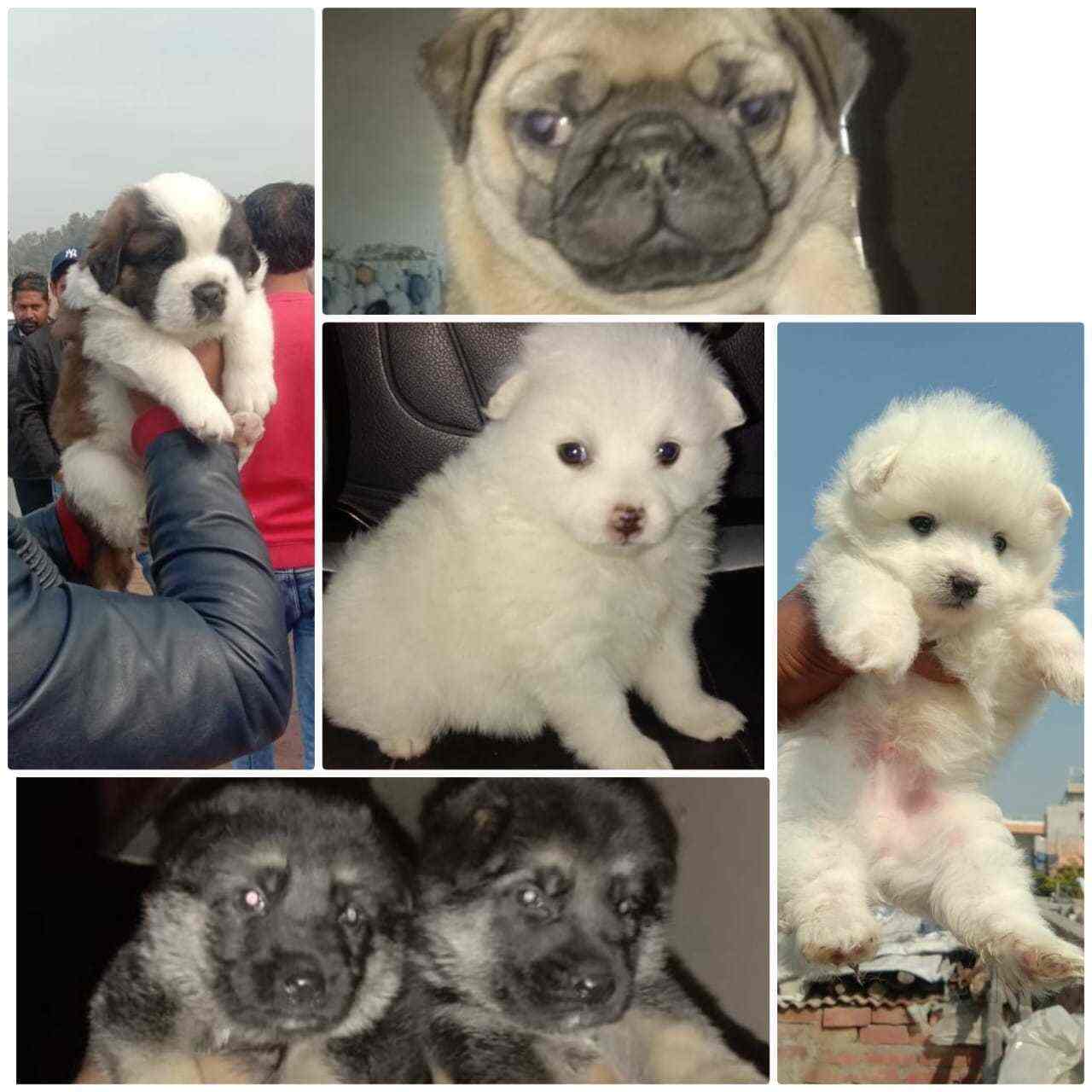 Top Pet Shops in Chandigarh Best Pet Store near me Justdial