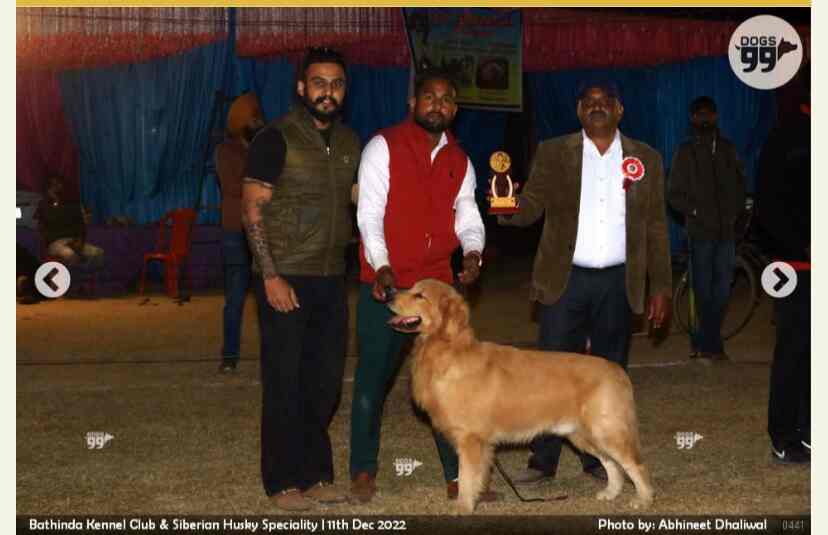 Top Pet Shops in Chandigarh Best Pet Store near me Justdial