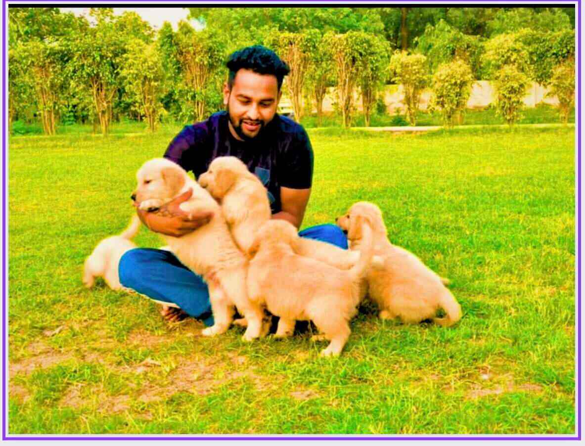 Top Pet Shops in Chandigarh Best Pet Store near me Justdial