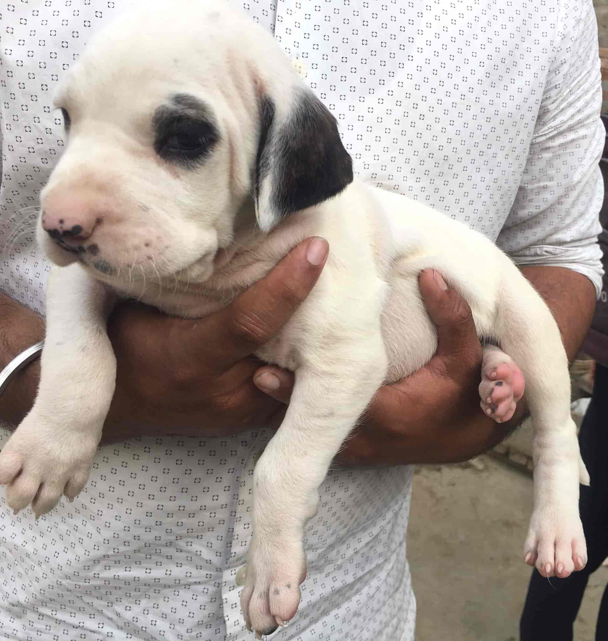 Top Pet Shops For Dog in Derabassi,Zirakpur Best Pet Supplies Store near me Justdial