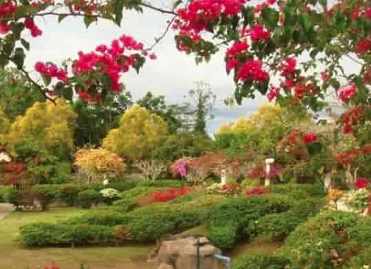 Bougainvillea Garden Photos, Chandigarh Sector 3, Chandigarh