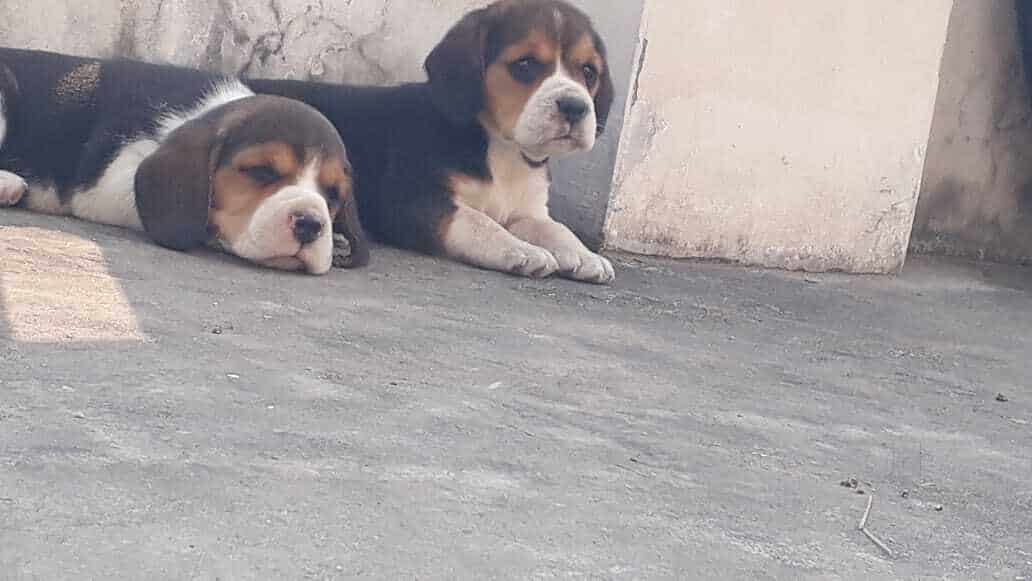 Top Pet Shops For German Shepherd Dog in Chandigarh Best German