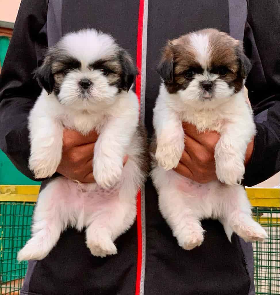 Top Pet Shops For German Shepherd Dog in Chandigarh Best German