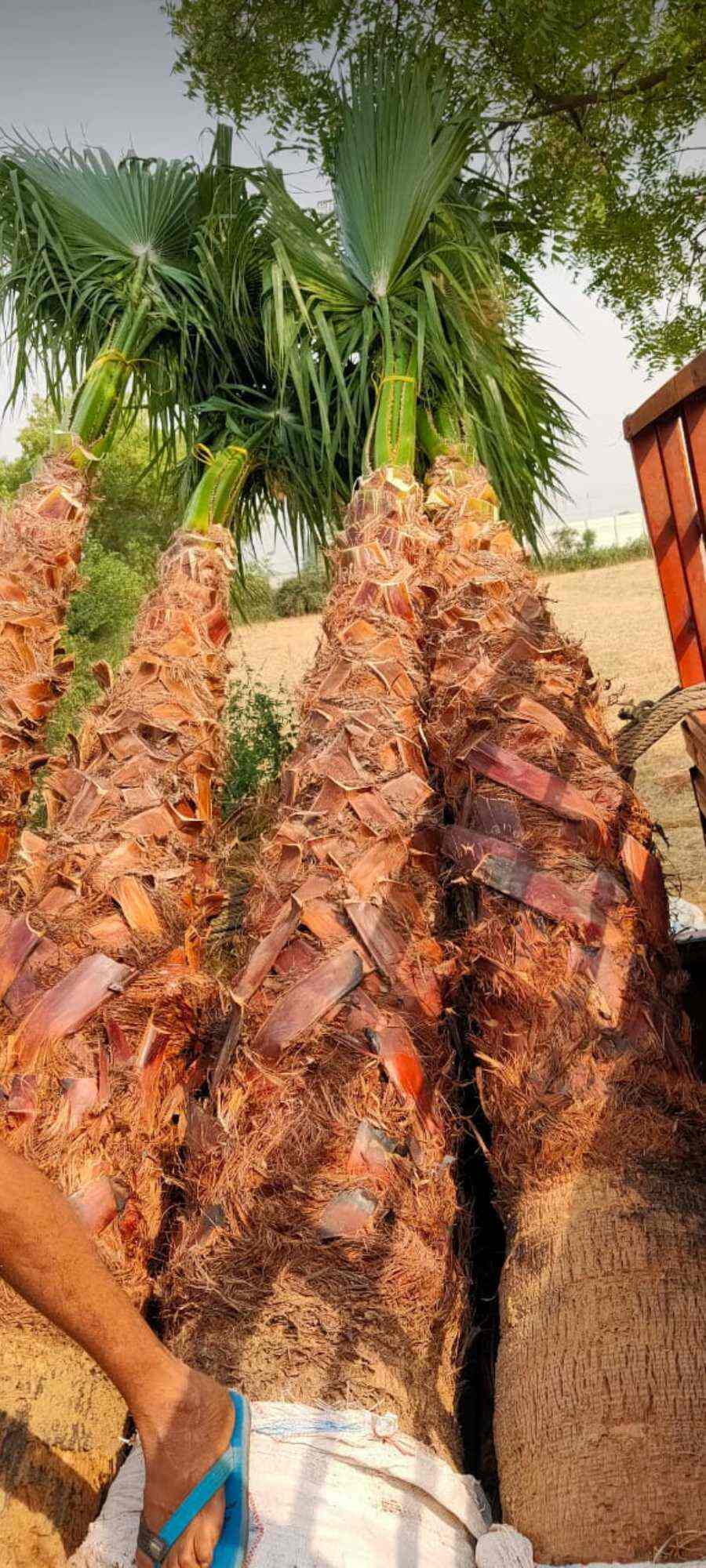 Top Plant Nurseries in Panchkula,Panchkula Best Government Plant