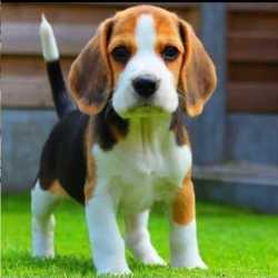 Mohali Pet World And Fish Aquarium Mohali Pet Shops In Chandigarh Justdial