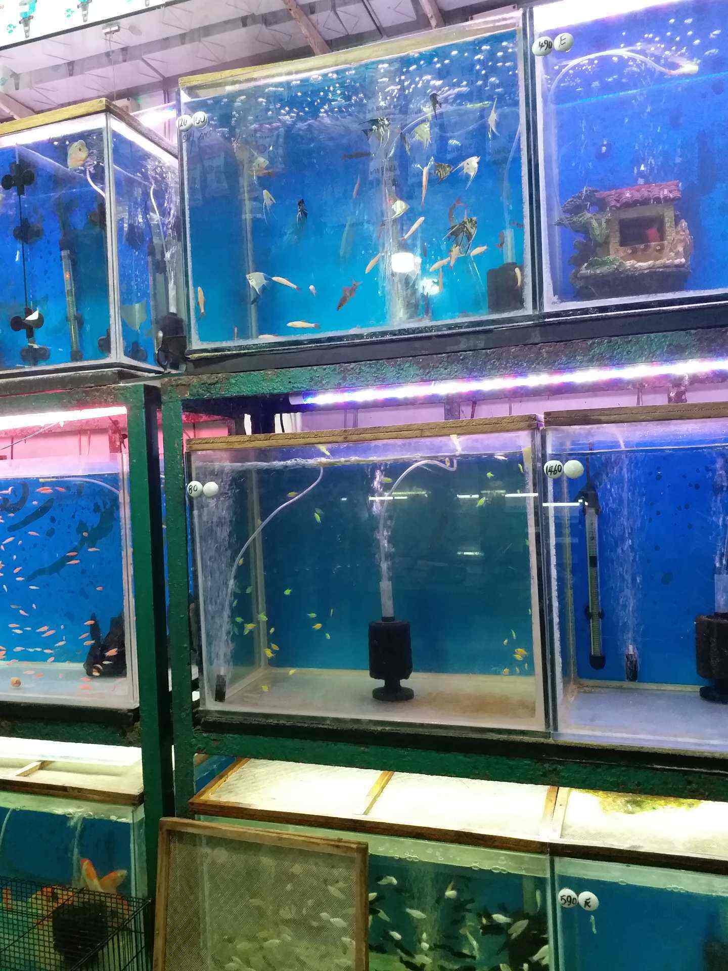 Lokesh Aquarium Choolaimedu Pet Shops In Chennai Justdial