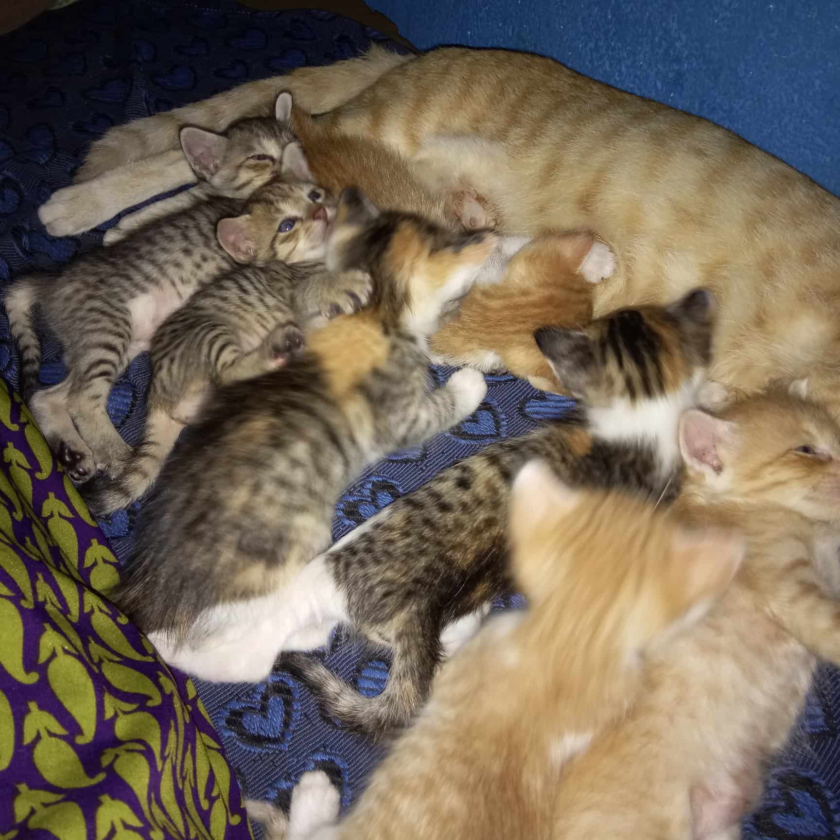 blue cross cats near me