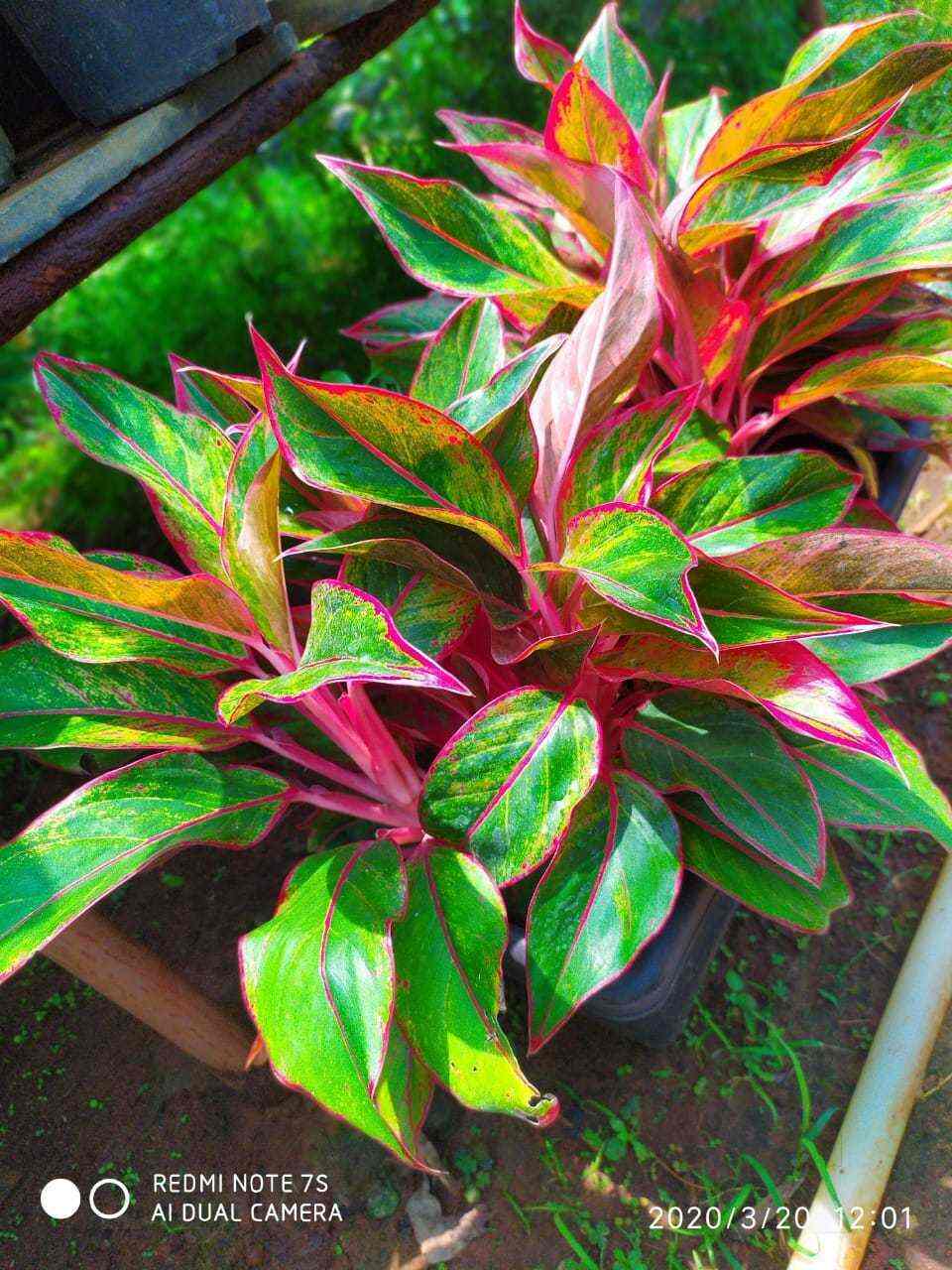 Top 10 Plant Nurseries in Gopalapuram Best Nursery Plant Suppliers