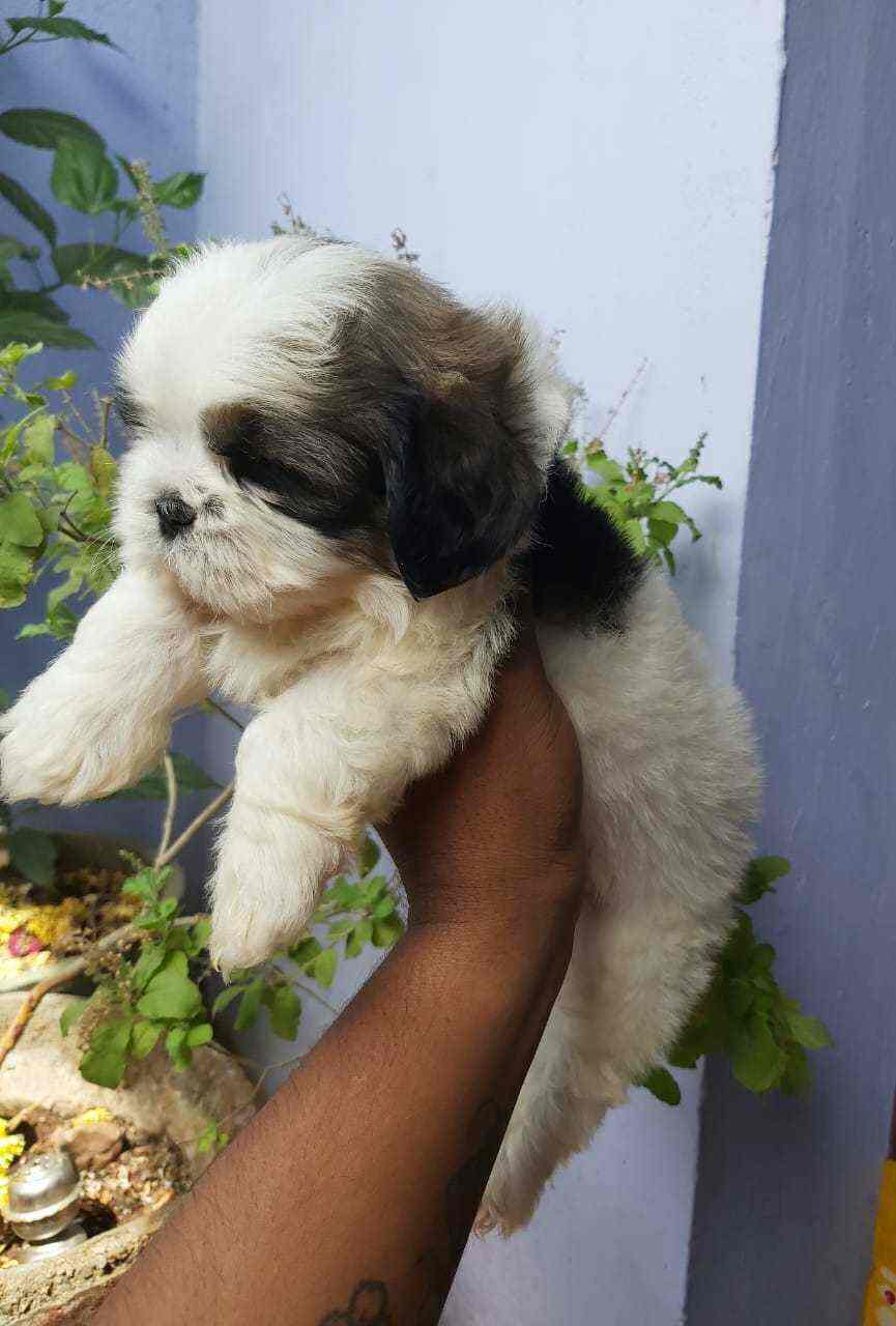 Top 20 Dog Adoption Centres in Chennai Best Dog Adoption Centers