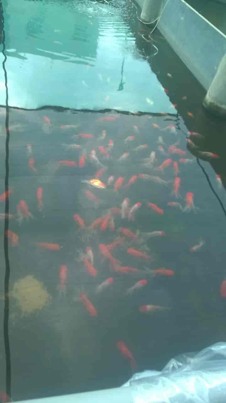 Top Aquarium Green Severum Fish Dealers in Kolathur, Chennai near me Justdial