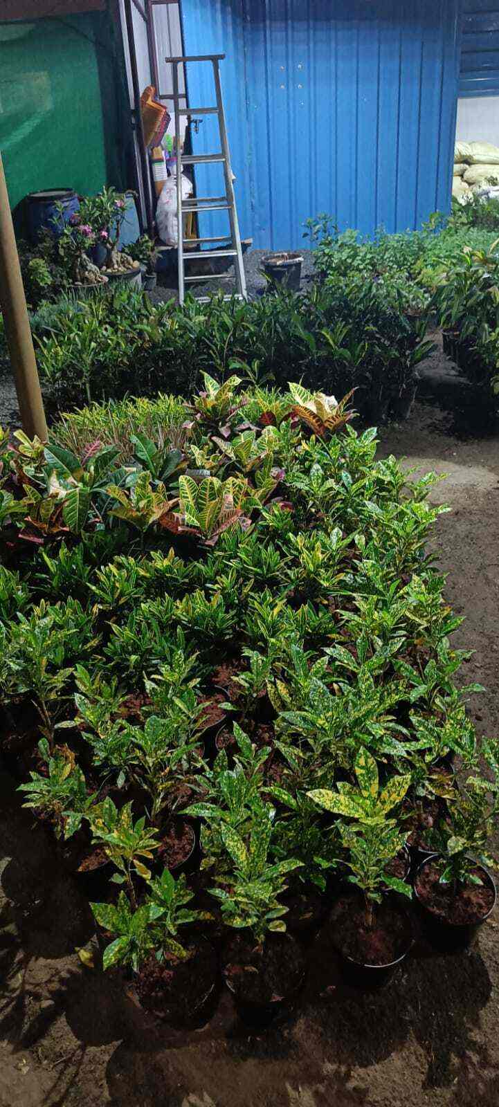 Catalogue Sana Plants And Nursery in Chromepet , Chennai Justdial