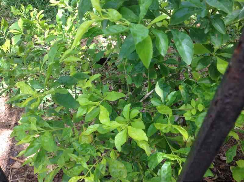 Top 20 Plant Nurseries In Ambattur Best Nursery Plant Suppliers Chennai Justdial