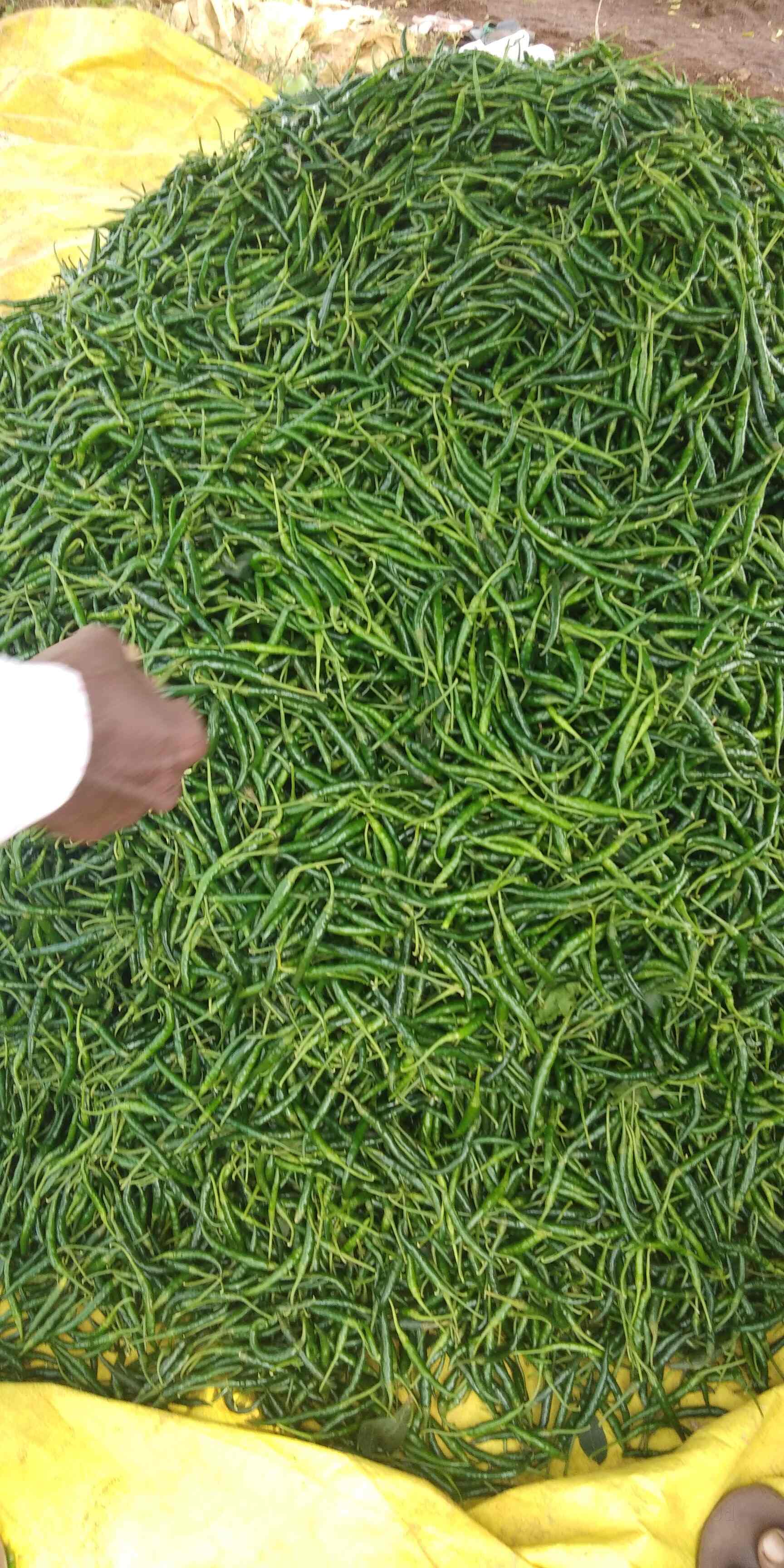 T Ramesh Raghava Enterprises, Koyambedu Vegetable Wholesalers in