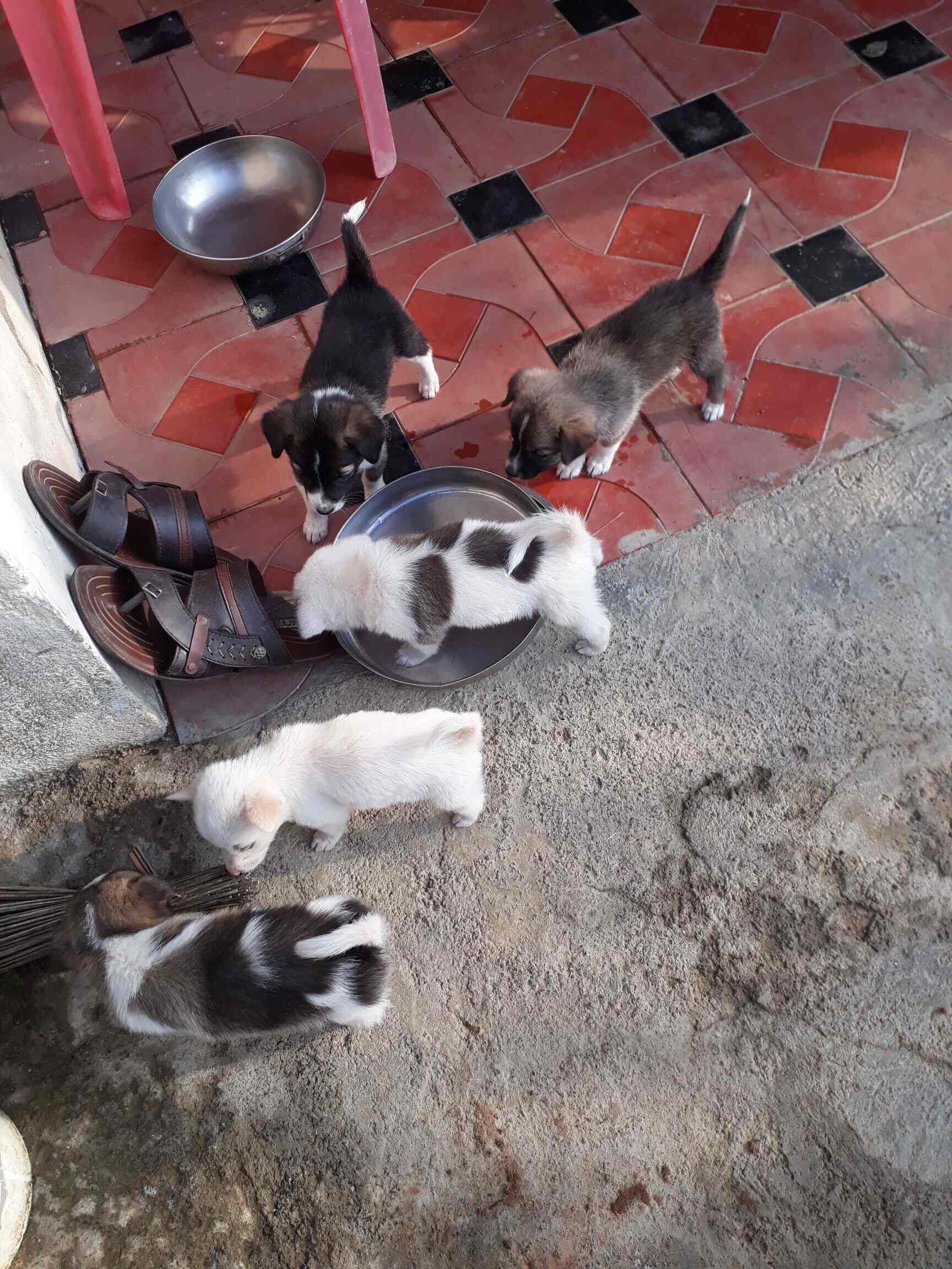 Top Pet Shops in Chennai Best Pet Store near me Justdial