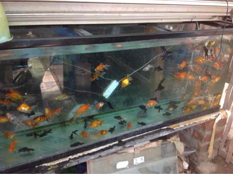 fish shop in kolathur