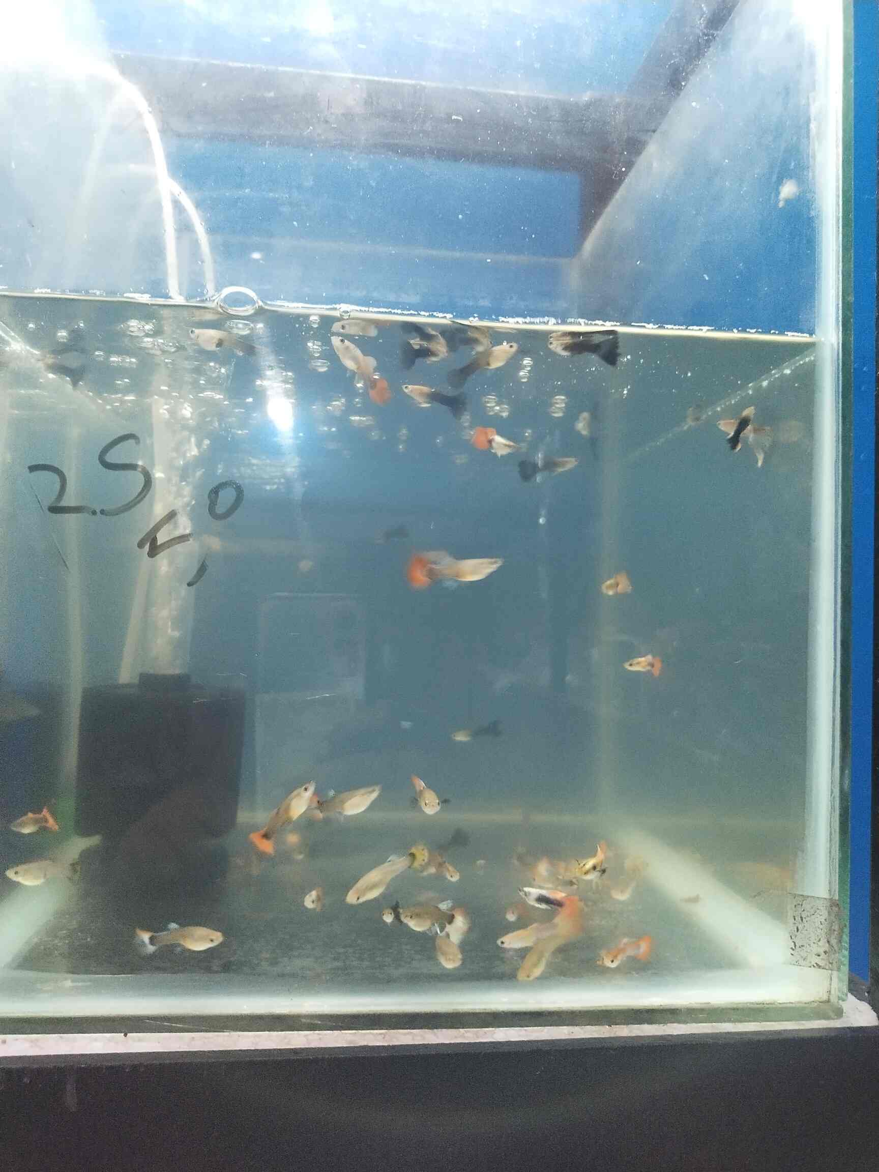 Catalogue Unique Pets 4 You in Palavakkam , Chennai Justdial