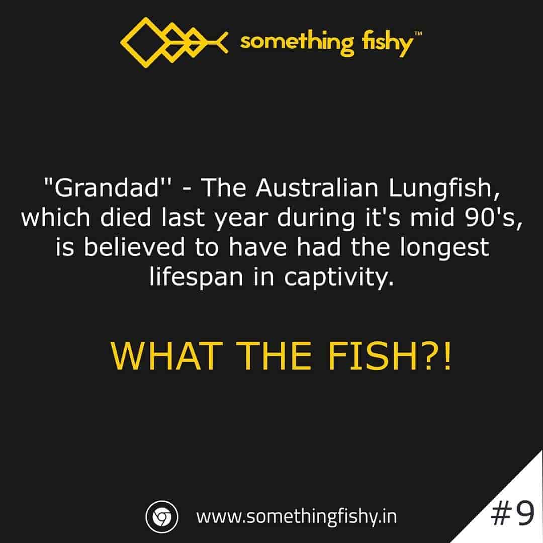 Something Fishy in Mylapore,Chennai Order Food Online Best Home