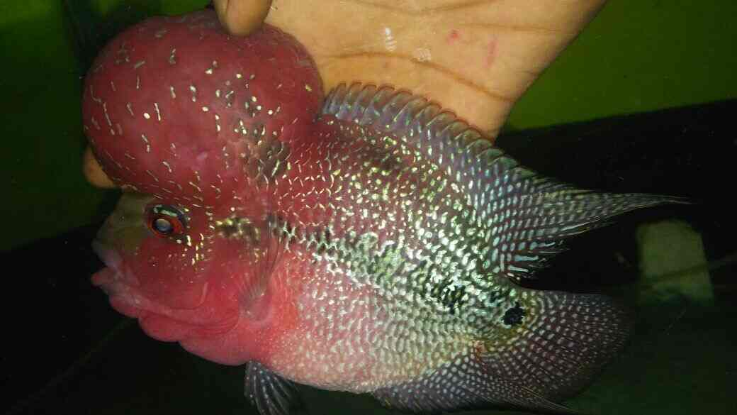 The Pet Shop in Iyyappanthangal,Chennai Best Pet Shops in Chennai