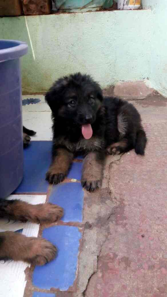 The Pet Shop in Iyyappanthangal,Chennai Best Pet Shops in Chennai