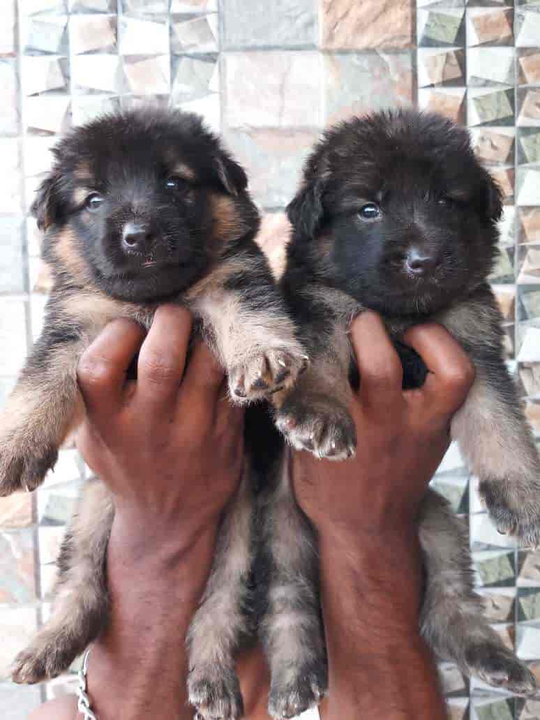 The Pet Shop in Iyyappanthangal,Chennai Best Pet Shops in Chennai