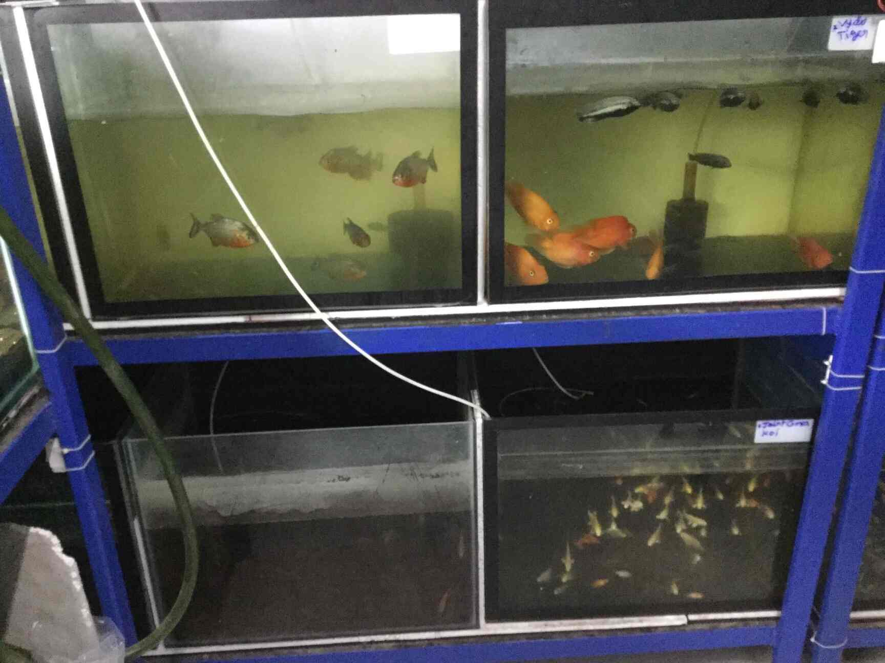The Pet Shop in Iyyappanthangal,Chennai Best Pet Shops in Chennai Justdial