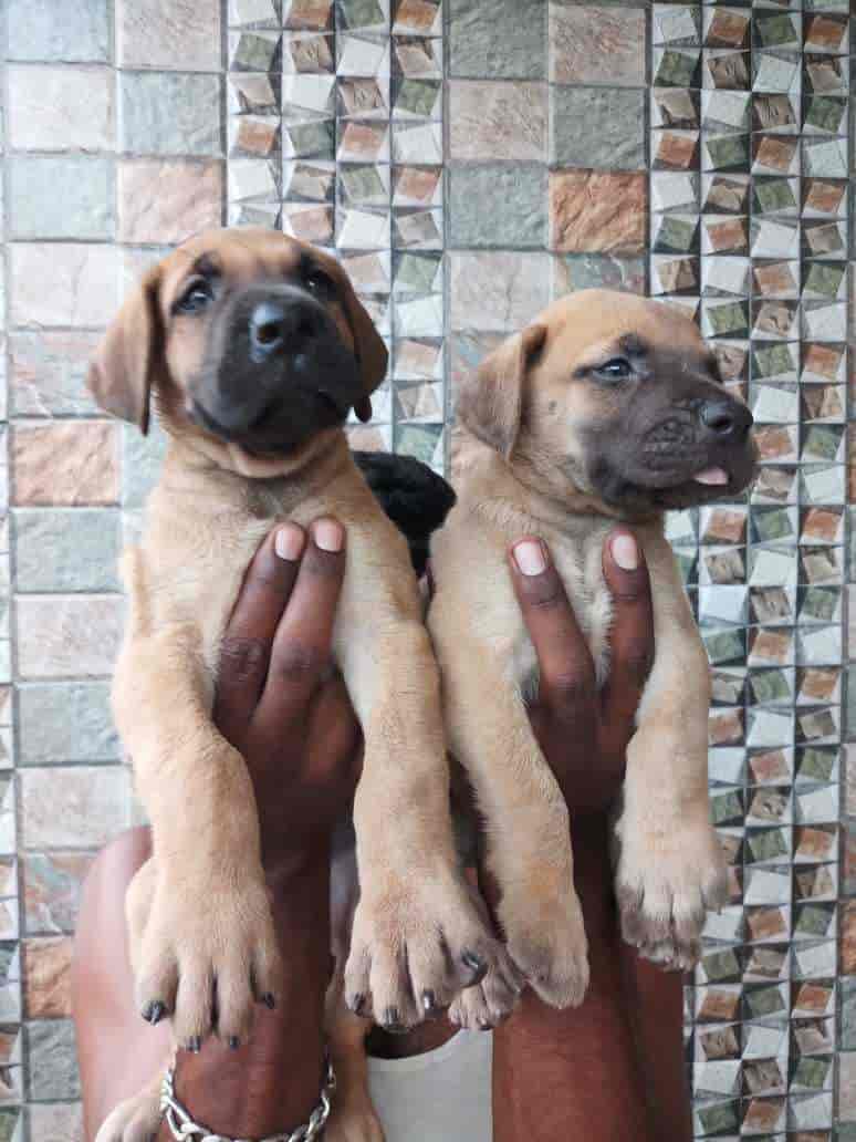 The Pet Shop in Iyyappanthangal,Chennai Best Pet Shops in Chennai