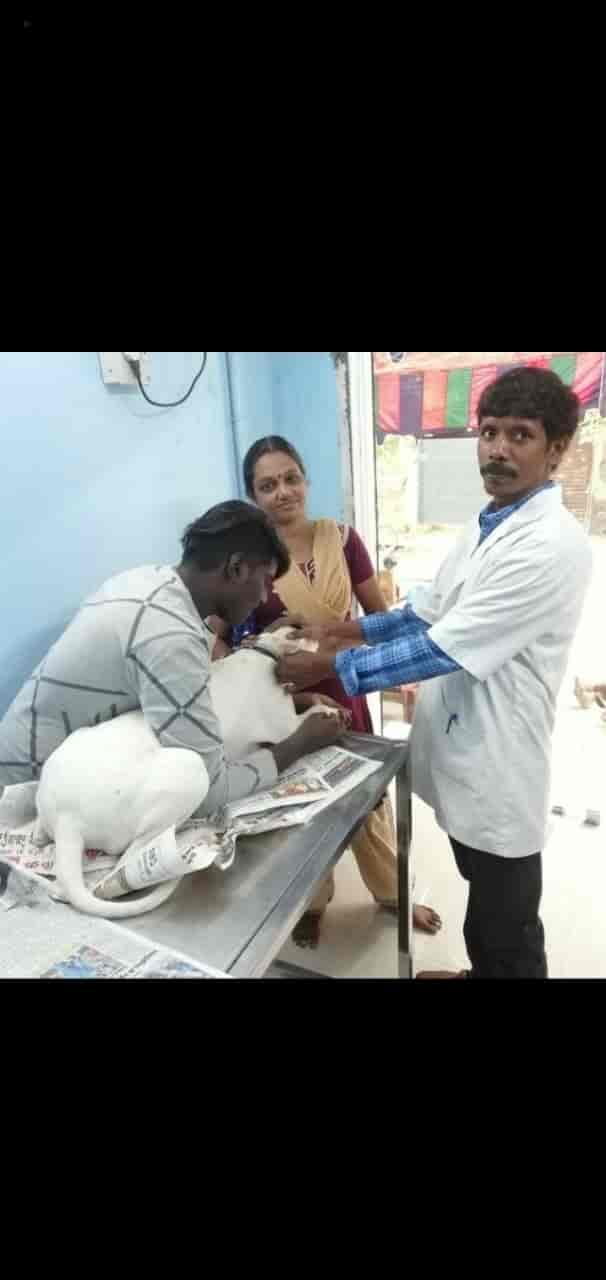 Top Veterinary Clinics in New ColonyChrompet Best Clinics For Pets