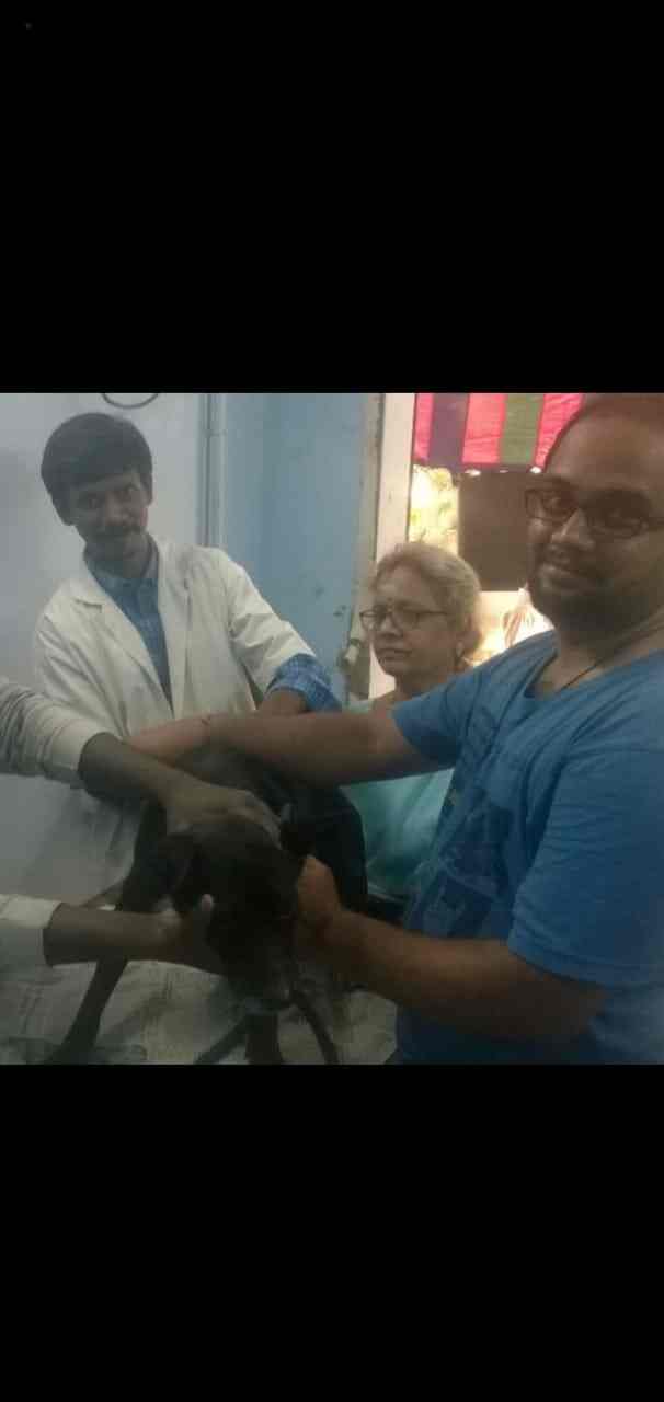 Top Veterinary Clinics in New ColonyChrompet Best Clinics For Pets