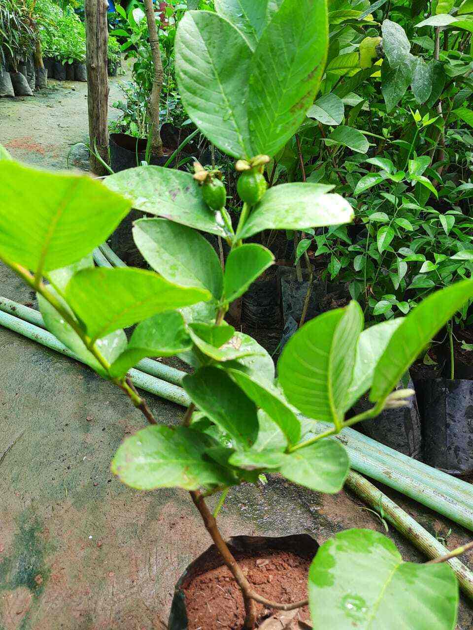 Sri Venkateswara Nursery Garden in Keelkatalai,Chennai Best Fruit