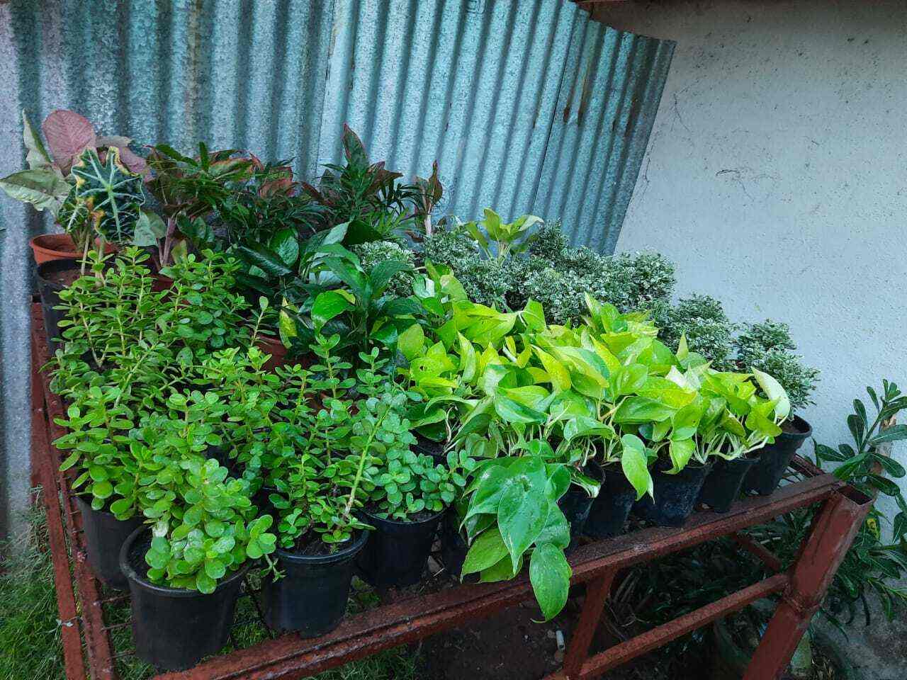 Sri Venkateswara Nursery Garden in Keelkatalai,Chennai Best Fruit