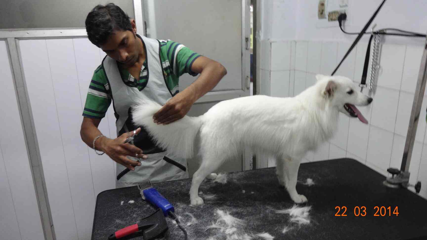 Top Pet Parlours in T Nagar, Chennai Best Pet Salons Justdial