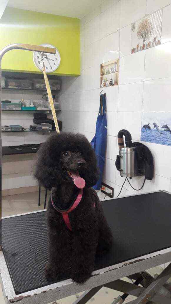 Top Pet Parlours in T Nagar, Chennai Best Pet Salons Justdial