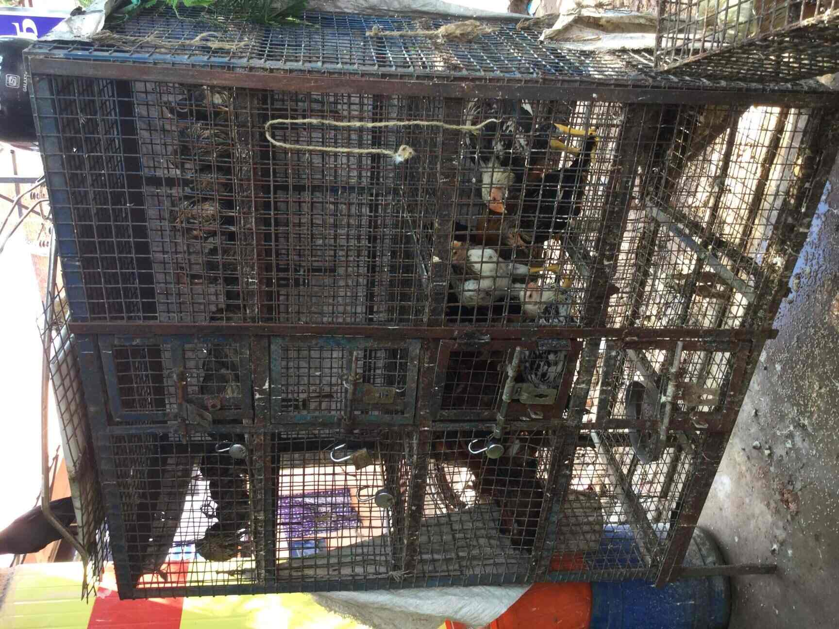 Baby Chicken in Thiruvanmiyur,Chennai Best Chicken Home Delivery in