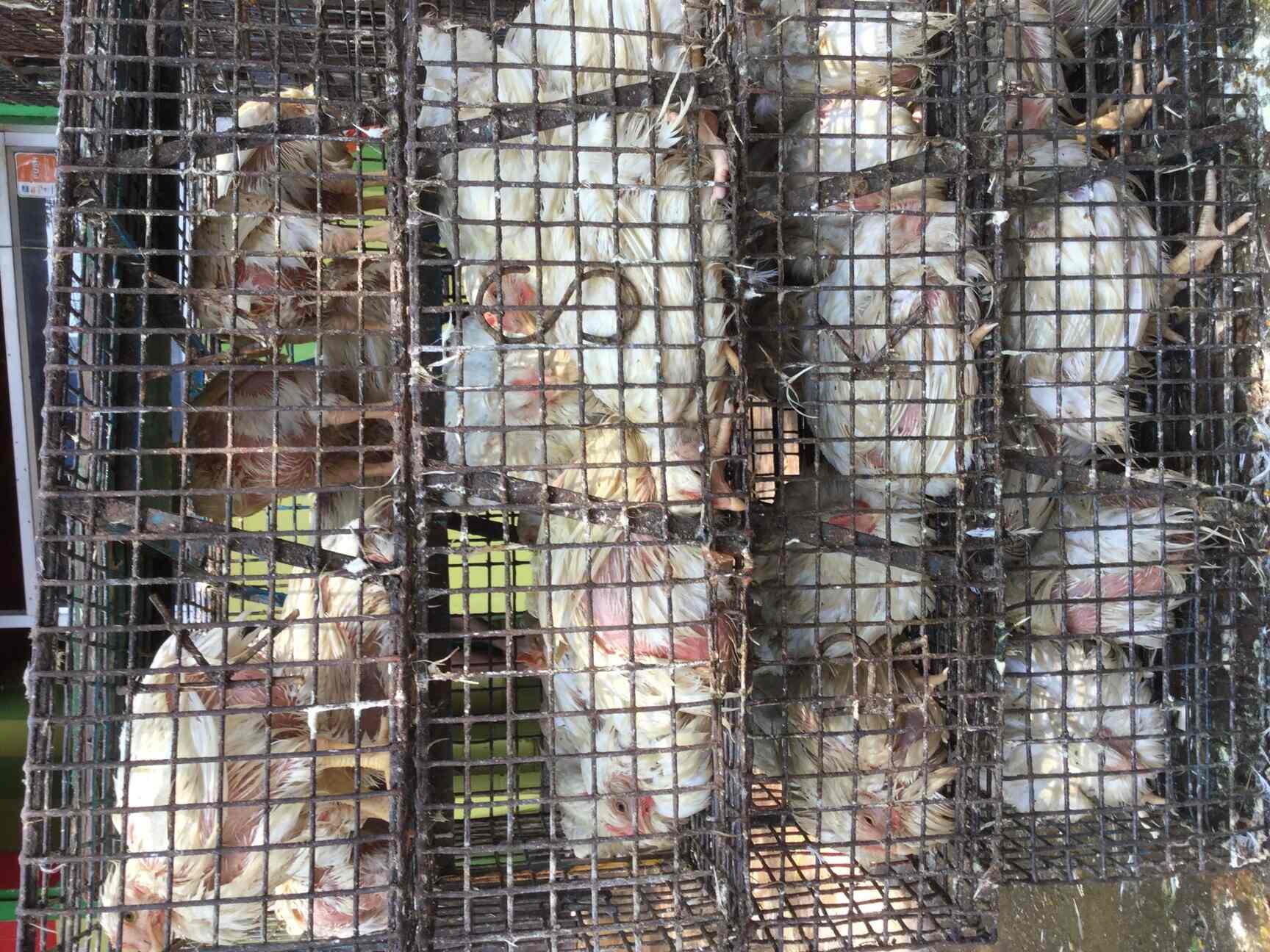 Baby Chicken in Thiruvanmiyur,Chennai Best Chicken Home Delivery in