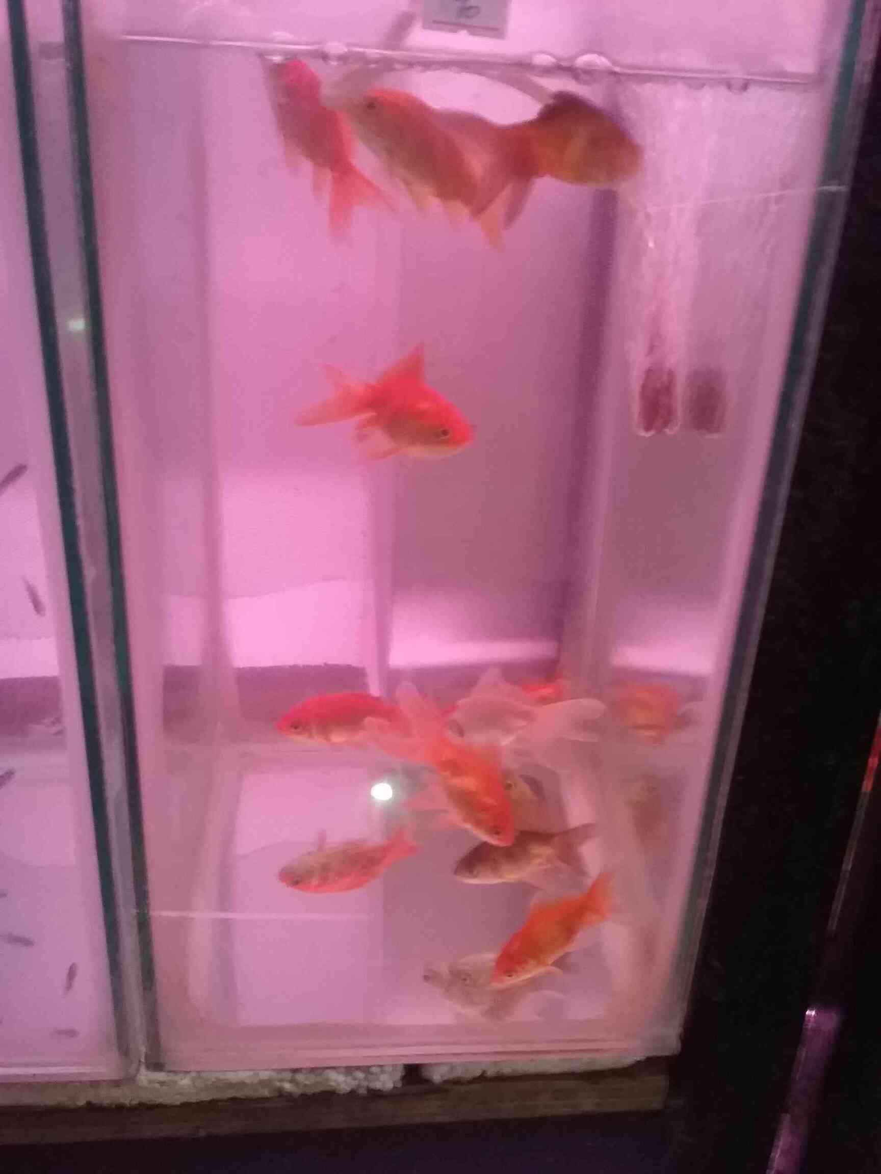 Swiss Aquarium & Pets in Poonamallee,Chennai Best Pet Shops For Birds in Chennai Justdial